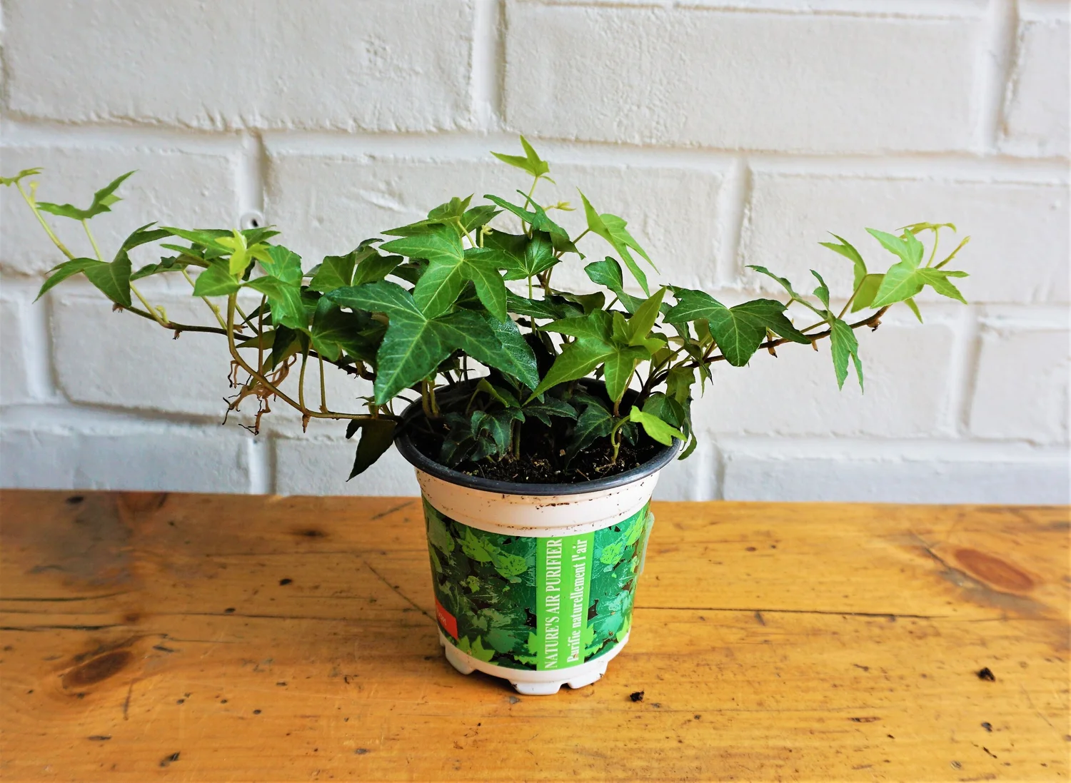 English Ivy (4